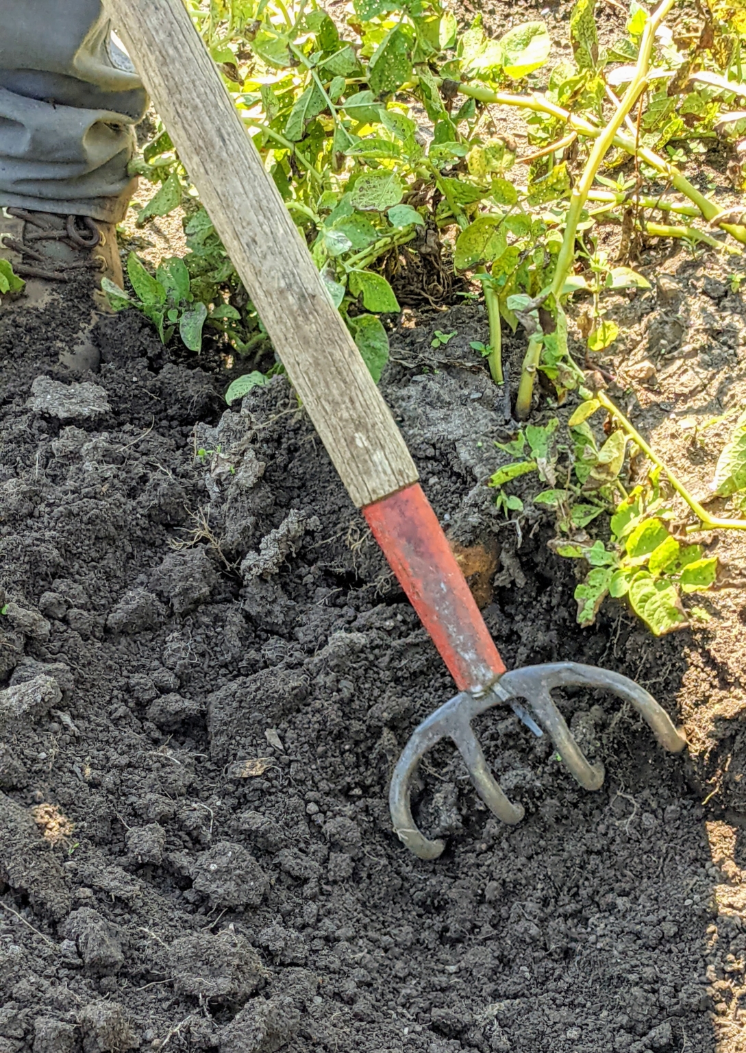 Picking Potatoes - The Martha Stewart Blog