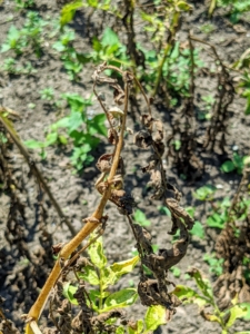 The best time to dig up potatoes is on a dry day once all the vines have died back – when the tubers are done growing, and the potato plants have begun to turn yellow and withered.