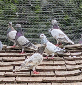 Pigeons are very social animals. They will often be seen in flocks of 20 to 30 birds.