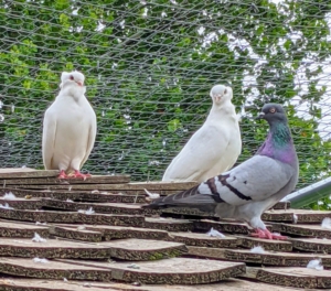 Fancy pigeons are domesticated varieties of the wild rock dove, bred by pigeon fanciers for size, shape, color, and behavior.