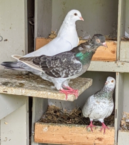 I love the wide range of colors and markings on these birds. Do you know… a group of pigeons is called a flight or a flock. And a baby pigeon is called a squab.