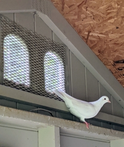 This white bird is a Homer – among the most famous pigeon breeds. Homers come in a variety of colors and have a remarkable ability to find their way home from very long distances. Although they love to roost, pigeons can fly at altitudes of 6000-feet or more. Pigeons can also fly at average speeds of up to 77-miles per hour.