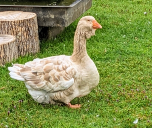 This buff-brown goose is a Toulouse. On this breed, the bill is stout, the head large and broad, and the moderately long neck is thick and nearly straight. Often suspended from the lower bill and upper neck is a heavy, folded dewlap that increases in size and fullness with age. The body is long, broad and deep, ending in a well-spread tail that points up slightly. The Toulouse has a rounded breast, and often exhibits a wide keel. The abdomen is double-lobed and often brushes the ground, particularly in females during the early spring.