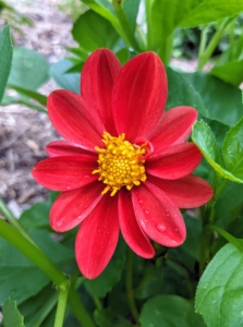 And here is one of the first blooms - bright red with a yellow center. The array of flower colors, sizes, and shapes is astounding. Dahlias come in white, shades of pink, red, yellow, orange, shades of purple, and various combinations of these colors - every color but blue. In the 19th century, a London newspaper offered a pound, or a little more than a dollar, to the first breeder to create a blue dahlia—the reward was never claimed, but there have been many attempts that are near-blue, but not true blue. Like many flower varieties, there is also no pure black variety—only dark red and dark purple.