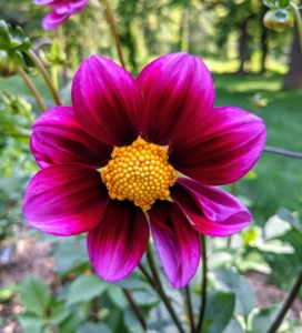 The genus Dahlia is native to the high plains of Mexico. Some species can be found in Guatemala, Honduras, Nicaragua, El Salvador & Costa Rica as well as parts of South America where it was introduced. At present there are at least 35 recognized species in existence.