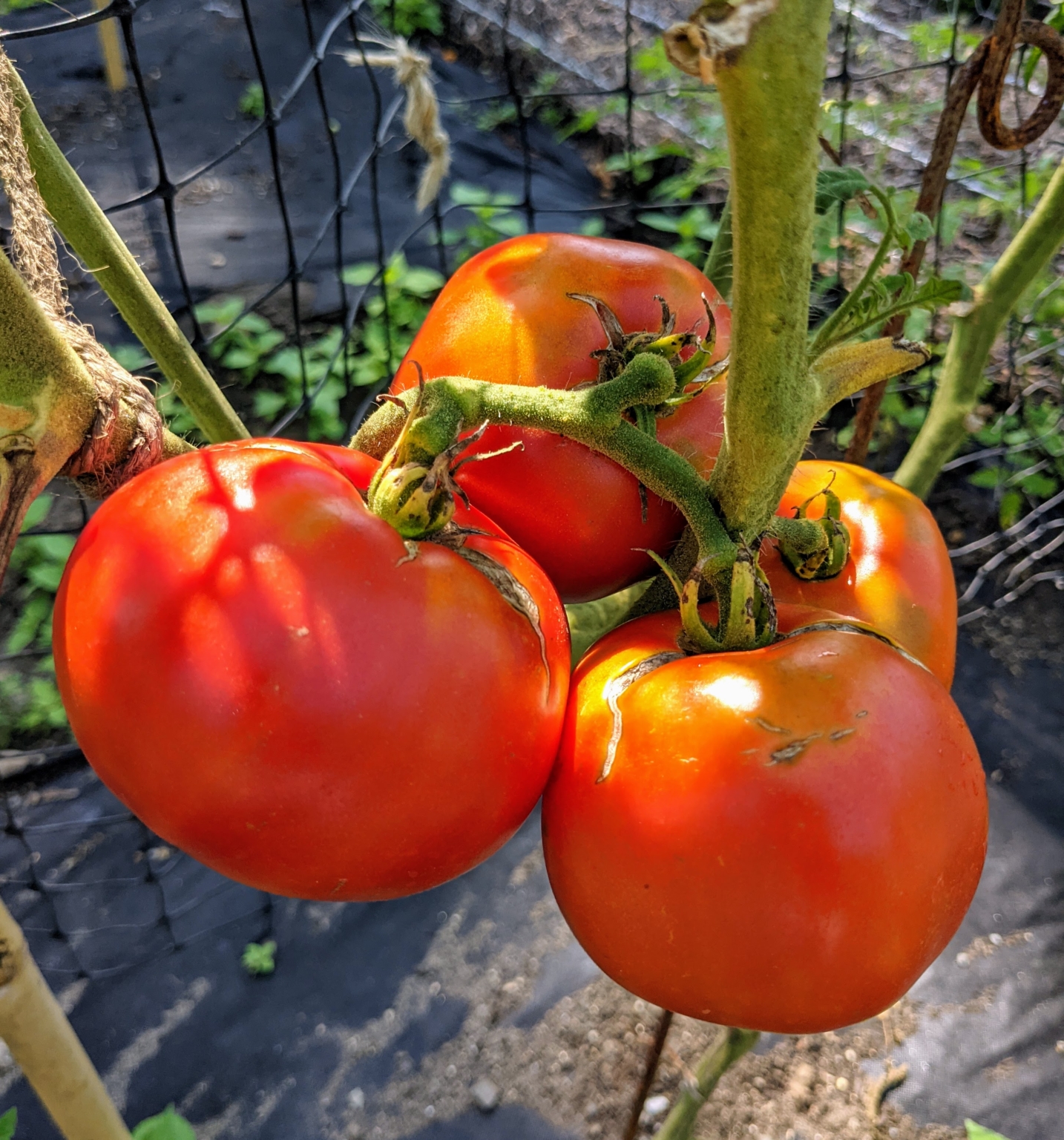 Harvesting Tomatoes and Other Summer Vegetables The Martha Stewart Blog