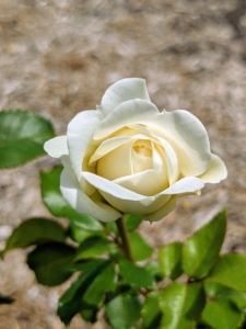And a perfect white rose named 'Tranquillity.' This one has beautifully rounded flowers, with neatly placed petals making up the rosettes. The buds are lightly tinged with yellow but as the flowers open they become pure white. I hope you have at least one David Austin rose in your garden. If not, I encourage you to get one, or two, or even three - they're exquisite.