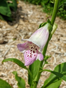 The downward-facing blooms are tapered and tubular with four lobes. Each 1½ to 2½ inch long pink, purple or white corolla has long hairs inside and is heavily spotted with dark purple edged in white on the lower lip, which serves as a landing platform for pollinators. The flowers are visited by bees – primarily bumblebees – which climb deep into the flower tube to get the nectar inside.