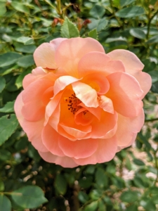 'Lady of Shalott' shows chalice-shaped blooms with loosely arranged, orange petals. The surrounding outer petals are salmon-pink with beautifully contrasting golden-yellow undersides. It gives off a pleasant, warm tea fragrance, with hints of spiced apple and cloves.