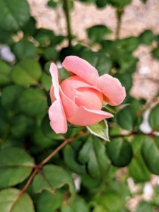'Queen of Sweden' has exquisite little buds open to half-enclosed cups, eventually becoming wide, shallow, upward-facing blooms of soft-apricot pink, gradually changing to pure soft pink over time.