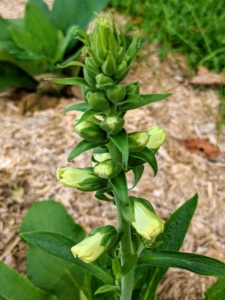 A couple of the foxglove plants are also blooming. Each plant usually has a one-sided raceme with 20 to 80 flowers.