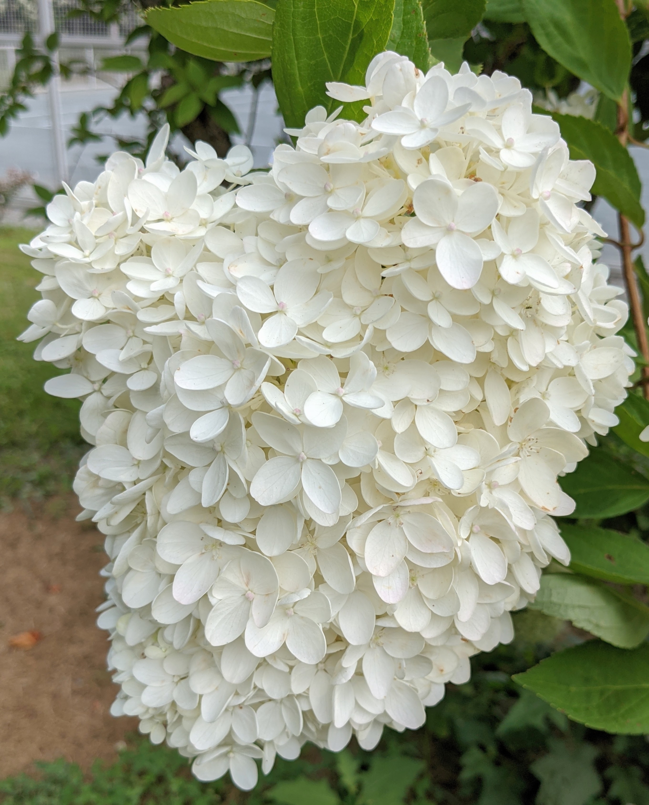 Image of Polaris white hydrangea