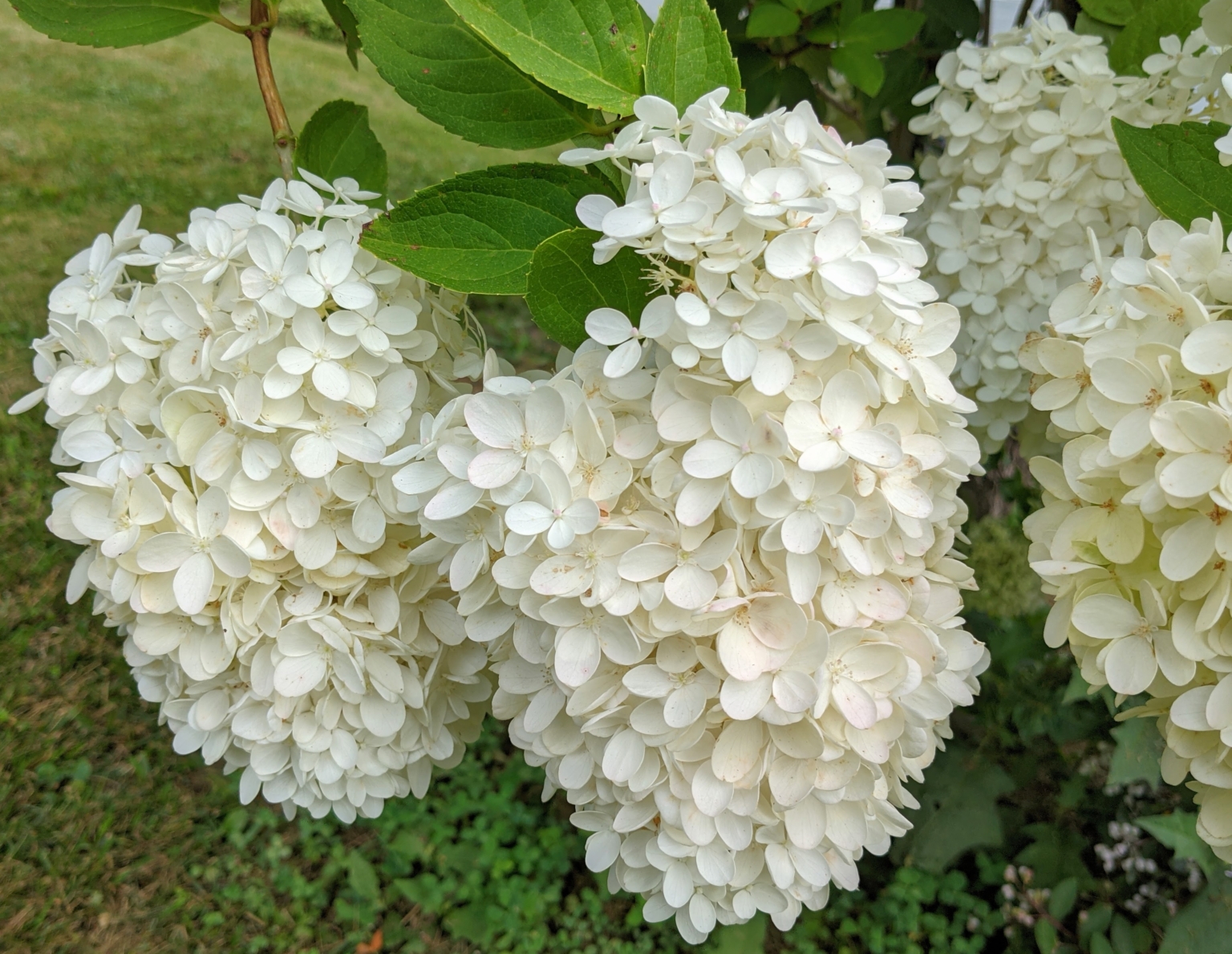 Blooming White Hydrangeas and Other Lush Plantings The Martha Stewart