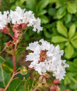 Here's a white crepe myrtle. Crepe myrtles range in size from dwarf, growing less than three feet tall, to several that reach upwards of 30 feet. They also come in many different colors, including white, lilac, and purple, many shades of pink and different shades of red.