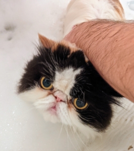 Bath time takes place in the big laundry room in my Winter House basement. I have two large, deep enameled sinks there, which are good for soaping and rinsing. Here’s Enma making sure the water temperature is just right.