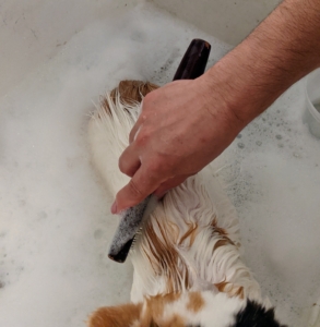 Enma soaps Tang and then runs a comb gently through her coat. Cats have built-in grooming tools and do a lot of self-grooming. Longhaired cats require a bit more grooming care than shorthaired cats. My cats are longhaired, and very active, so bathing is a necessity. Always use a good quality shampoo specifically made for pets.