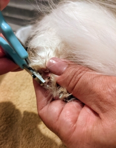 Enma also checks to see if any of Tang's nails need trimming. Pet nails grow quickly, so it is important to check them often and trim whenever needed. And only cut the white part of the nail – never the pink part, which is called the quick – this is where the nerve and blood vessels are located.