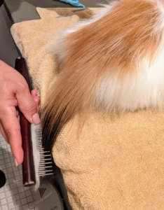 Tang also enjoys being brushed and stays still for much of her grooming session. Here she is on her side while her tail is combed.