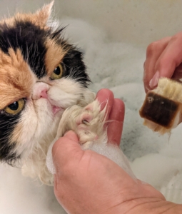 Princess Peony is bathed in the same way, with lukewarm water and special pet shampoo. Here, Enma checks Peony’s feet to see if there is any dirt stuck in between or around the nails.