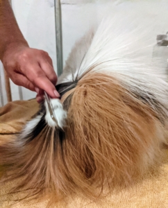 Grooming time is not only a good opportunity to get your pets looking clean and beautiful – it’s also a wonderful time to bond with them and check for any other possible abnormalities to the coat and skin.