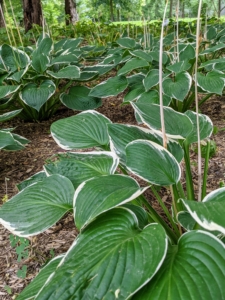 In all, about 700 hostas in a variety of cultivars including 'Wide Brim,' 'Francee,' 'Regal Splendor,' 'Elegans,' and 'Blue Angel' are growing here in this bed. Everything is looking so green this season. What plants are looking lush in your gardens? Share your comments with me below.