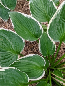 Hostas love shade, so these are planted under a grove of dawn redwoods, Metasequoia. This variety is called ‘Francee’ with dark green, heart-shaped leaves and narrow, white margins. A vigorous grower, this hosta blooms in mid to late summer.