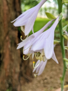 Hosta plants flower in summer, offering spikes of blossoms that look like lilies, in shades of lavender or white. The bell-shaped blooms can be showy and exceptionally fragrant, attracting hummingbirds and bees. Hundreds of hosta plants are growing in a bed just down the road from the tennis court.