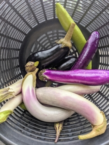 Pick eggplants when they are young and tender. Picking a little early will encourage the plant to grow more, and will help to extend the growing season.