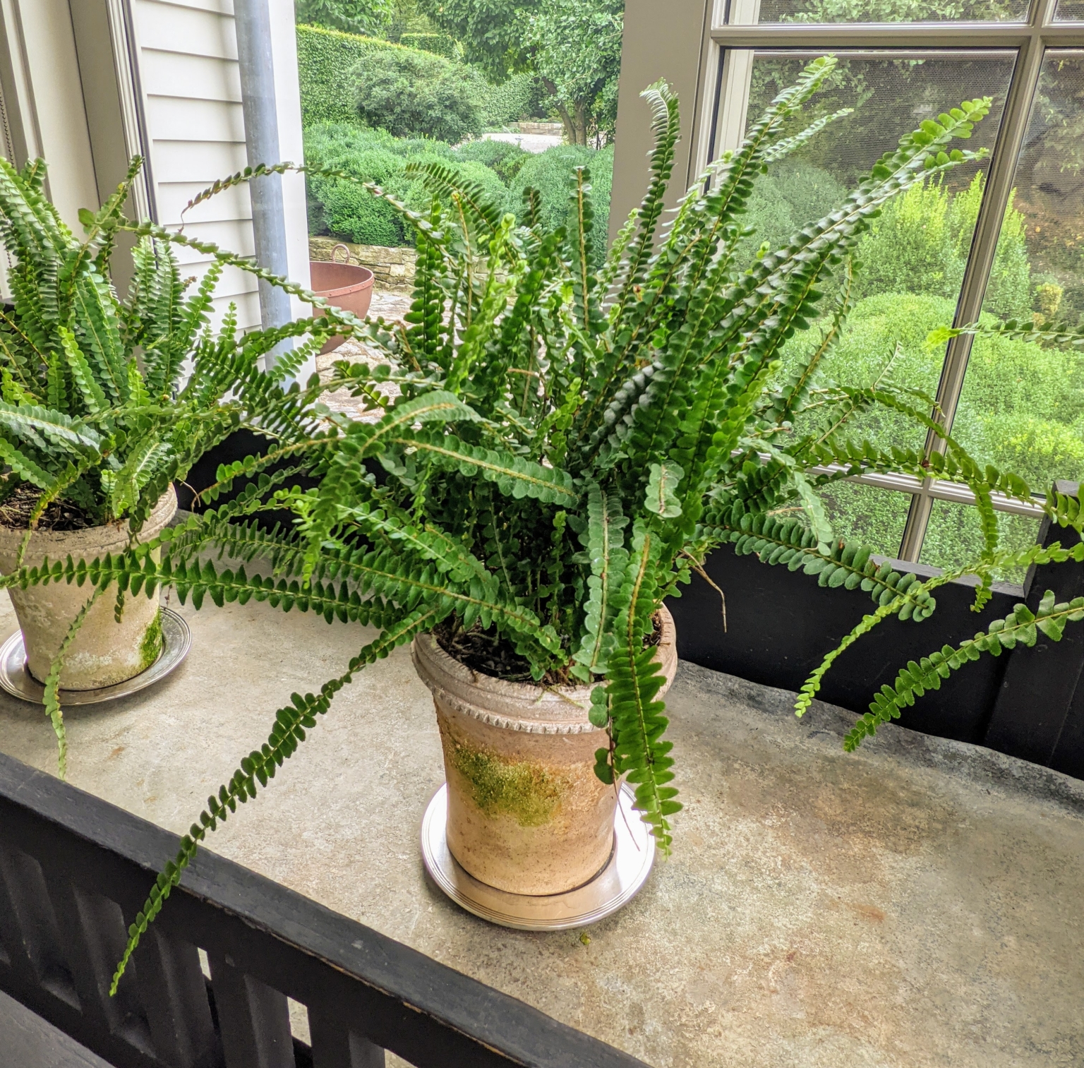 Decorating My Home With Beautiful Houseplants - The Martha Stewart Blog