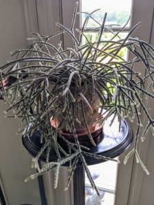 Also on this porch – a potted rhipsalis, native to the rainforests of South America, the Caribbean and Central America. Rhipsalis is a cacti genus with approximately 35 distinct species. I have many types of rhipsalis growing in my greenhouse. Rhipsalis specimens have long, trailing stems making them perfect choices as indoor hanging plants.