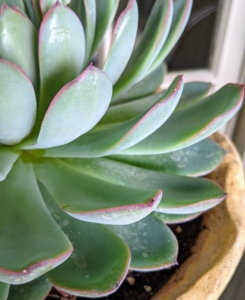 The leaves are also fleshy and have a waxy cuticle on the exterior. Often the leaves are colored and a firm touch can mar the skin and leave marks. The echeveria plant is slow growing and usually doesn’t exceed 12 inches in height or spread.