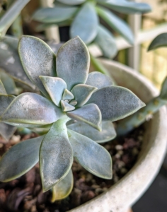 Succulents grow in so many different and interesting formations. I often bring succulents into my home when I entertain – guests love seeing and learning about the different varieties.