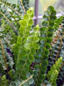 It has arching fronds densely covered with small, round leaflets that grow more oval in shape as it matures.
