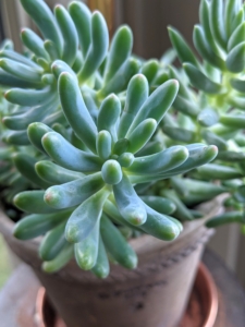 The leaves on succulent Senecios are generally thick and fleshy. They can be deep green, bluish, or even striped, but there is considerable variation in the leaf shape. Some are round, some are banana-shaped, and some stand upright.