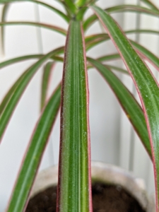 Dracaena's narrow foliage may be completely green or may include stripes or edges of green, cream, red, or yellow.