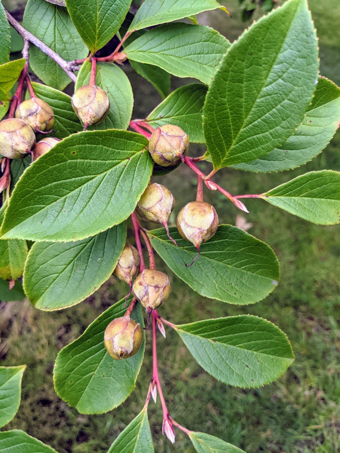 Planting Young Stewartia Trees - The Martha Stewart Blog