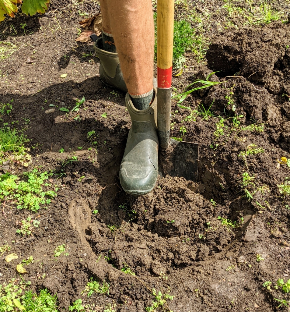 Planting Young Stewartia Trees - The Martha Stewart Blog