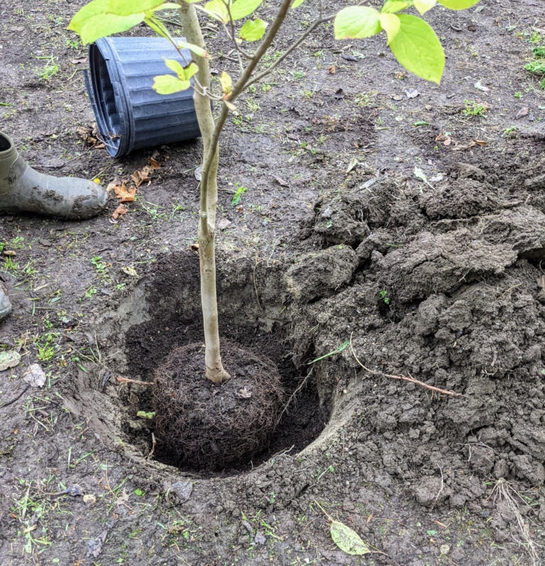 Planting Young Stewartia Trees - The Martha Stewart Blog