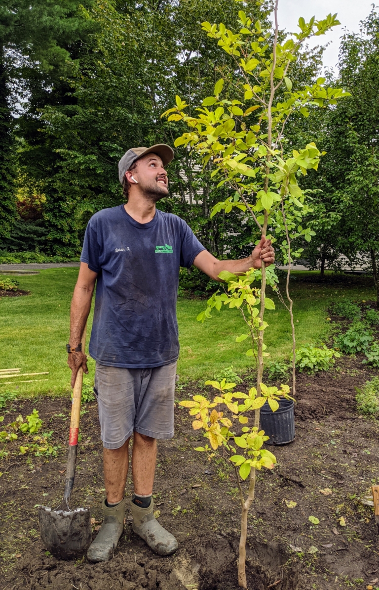 Planting Young Stewartia Trees - The Martha Stewart Blog