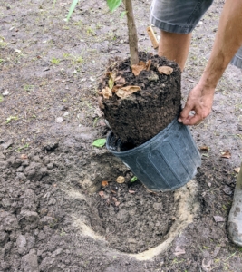 Brian removes the tree from its pot. Remember, a tree or shrub may be a bit pot bound before transplanting, that means the roots have started to curve around the shape of the pot with no where to go. If left in this condition the roots will continue to wind around and around and never spread into the new soil, so it is important to always scarify the root ball.