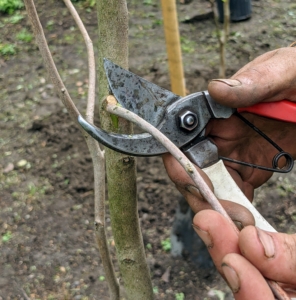 Brian also trims any dead or poorly growing branches.