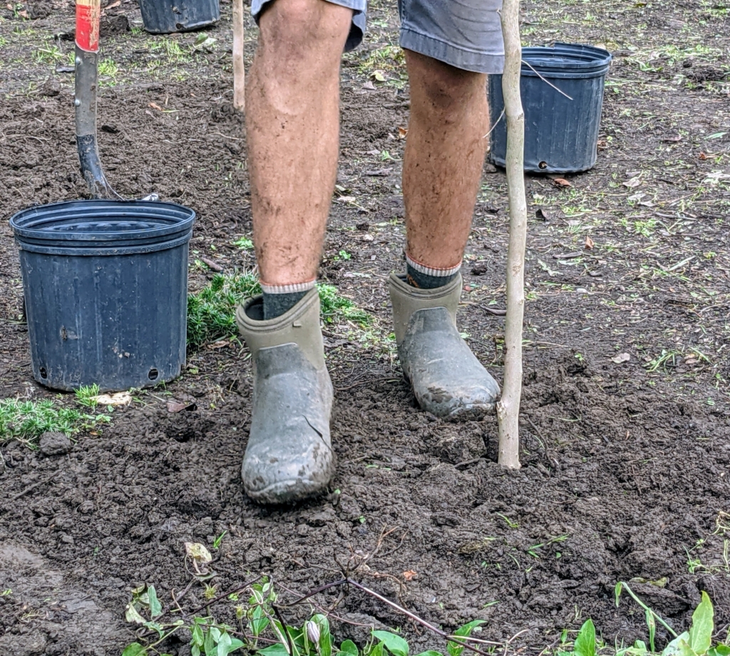 Planting Young Stewartia Trees - The Martha Stewart Blog