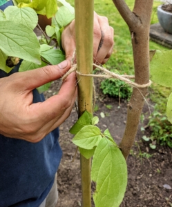 Next, Brian ties garden twine in three places – this will ensure the tree is well supported and directed as it grows.