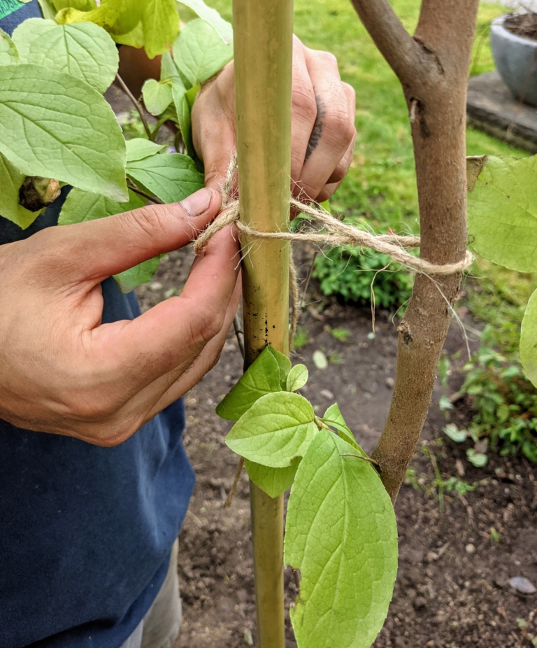 Planting Young Stewartia Trees - The Martha Stewart Blog