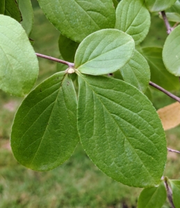 The leaves of the Stewartia are alternate, simple, elliptic to elliptic-lanceolate, and five to nine centimeters long.