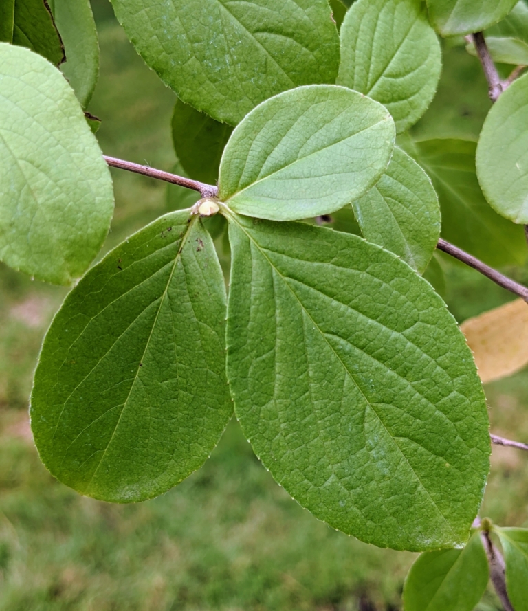 Planting Young Stewartia Trees - The Martha Stewart Blog