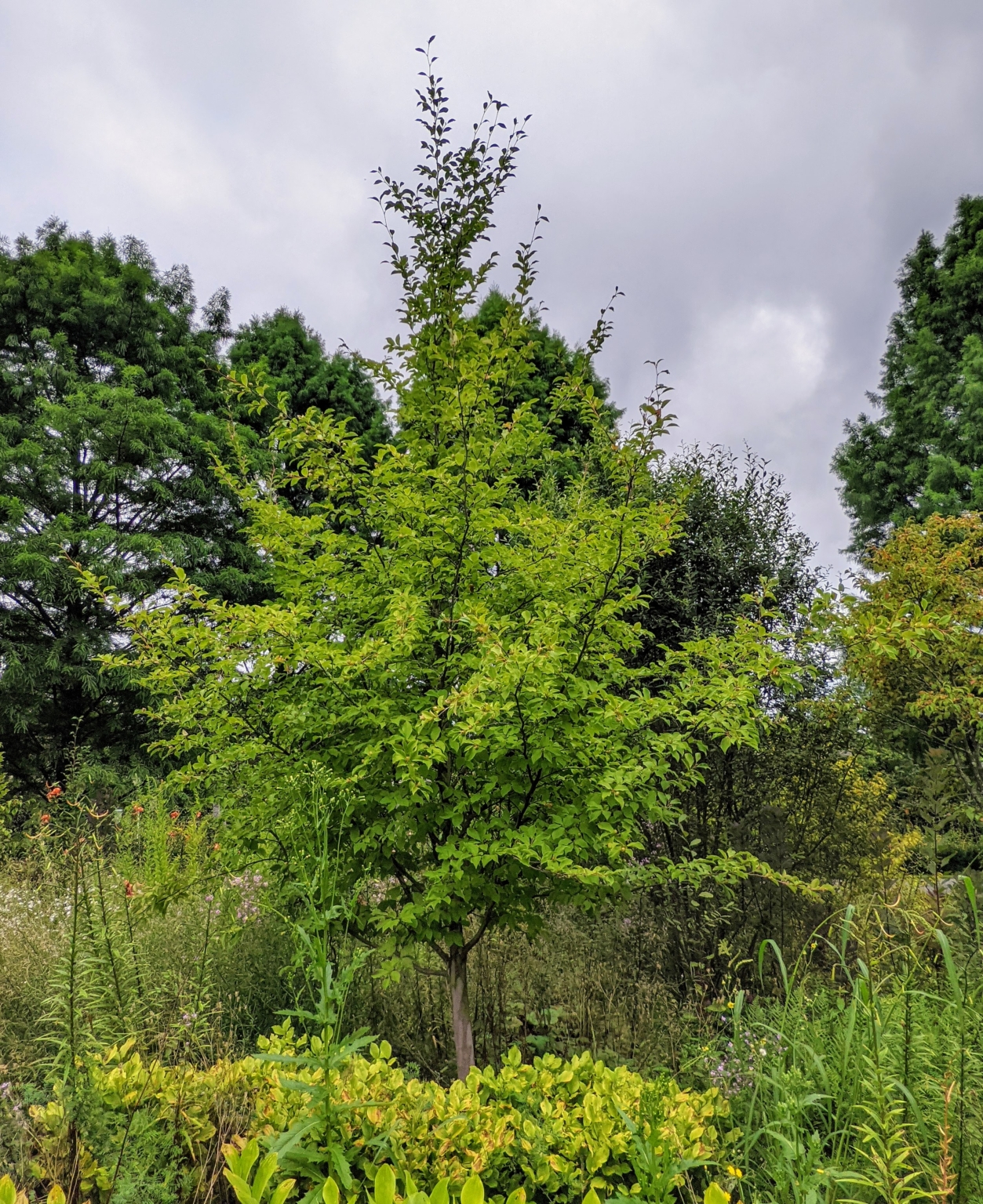 Planting Young Stewartia Trees - The Martha Stewart Blog