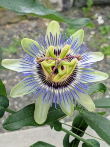 Here is another passion flower. The striking appearance of these flowers is admired by all who visit this greenhouse. I'm fortunate to have lots of wonderful vegetables, fruits, and other plants doing so well here. How have your gardens fared this summer? Share your comments below.
