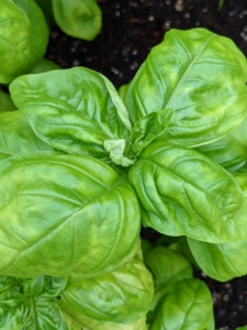 In a nearby bed - some mature basil ready for picking. Basil is a hardy herb that grows extremely well both indoors and outdoors.