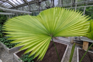 In the center of the greenhouse, I have a potted ruffled fan palm, Licuala grandis. It is an unusual and gorgeous species of palm. Ruffled fan palm is native to the Vanuata Islands, located off the coast of Australia. It is a very slow growing palm which can reach up to 10 feet, but usually closer to six feet when grown in a pot. They are grown for their gorgeous pleated, or ruffled, leaves.